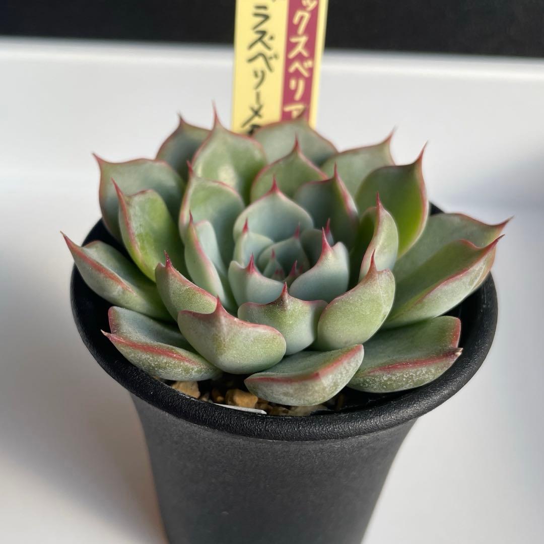 まゆまゆ様 リクエスト 3点 まとめ商品 mayu様 リクエスト 3点 まとめ