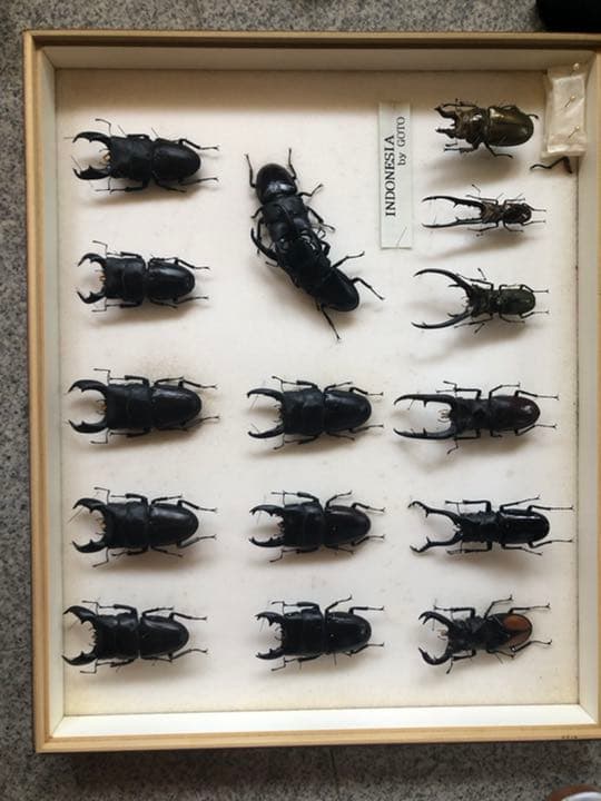 インドネシア産 クワガタ 標本