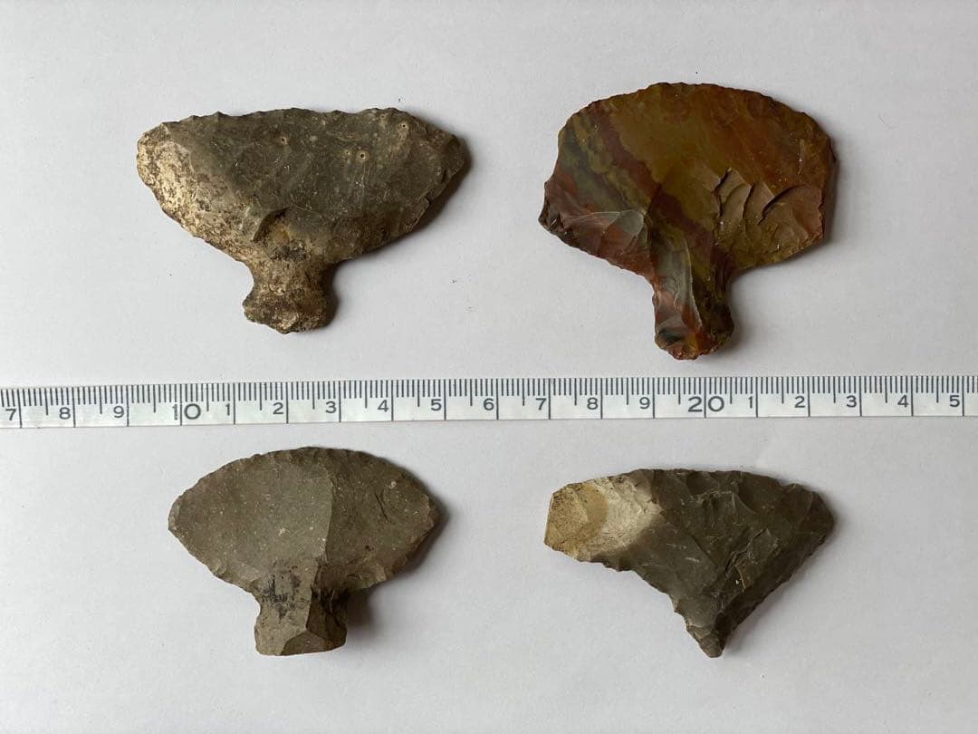 三葉虫の化石 美麗 モロッコ産 モロコプス・スピニファー 本物保証