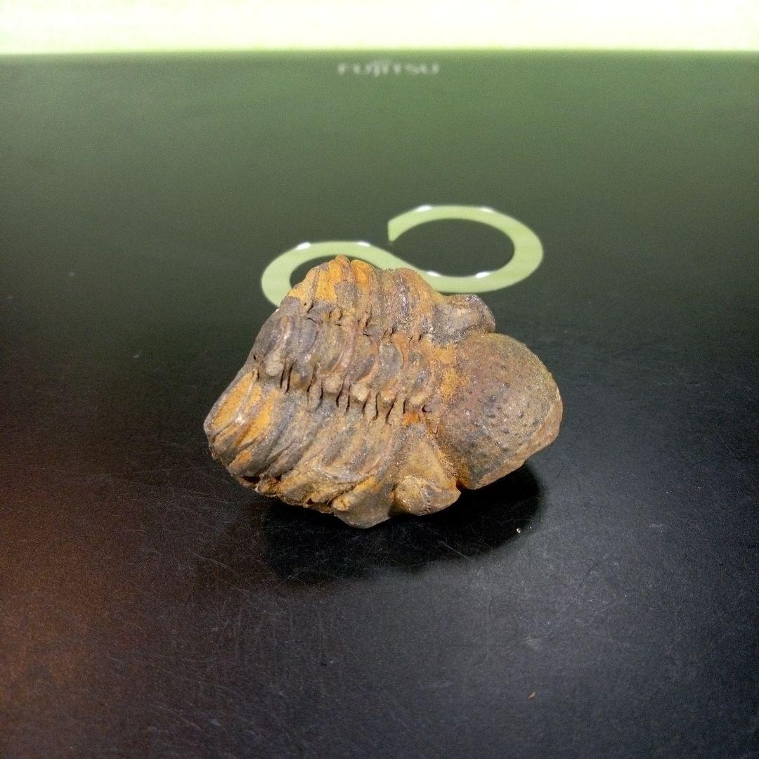 三葉虫 化石 fossil ボリビア産 trilobite 三葉虫判別⑦
