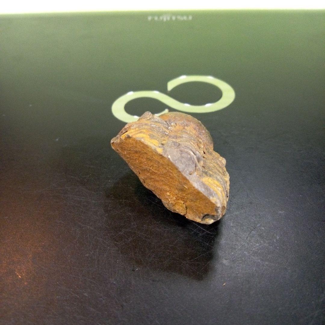 三葉虫 化石 fossil ボリビア産 trilobite 三葉虫判別⑦