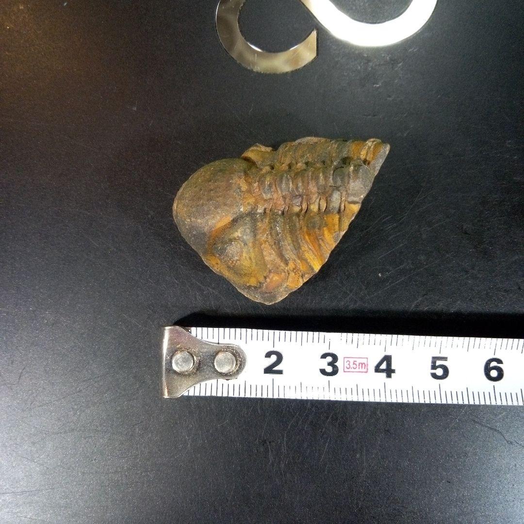 三葉虫 化石 fossil ボリビア産 trilobite 三葉虫判別⑦