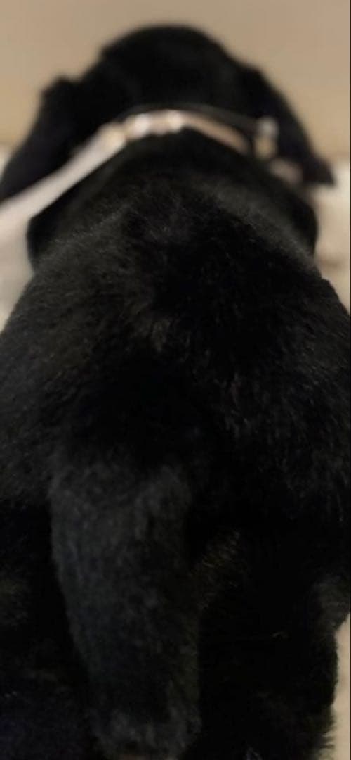 四季オリジナル　ラブラドール犬ぬいぐるみ