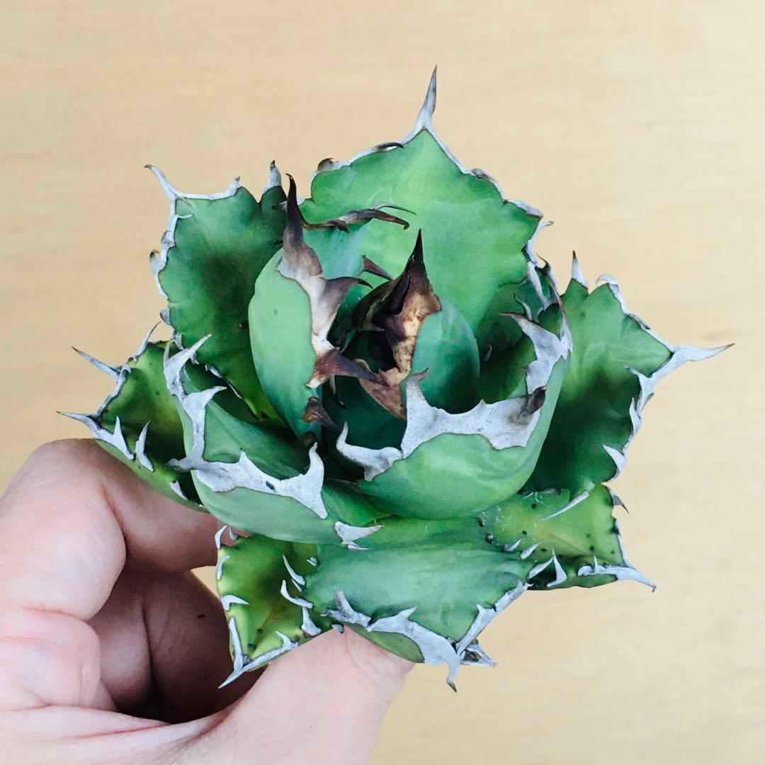 メタルエンボッシングピューターシート11.5×10cm計30枚