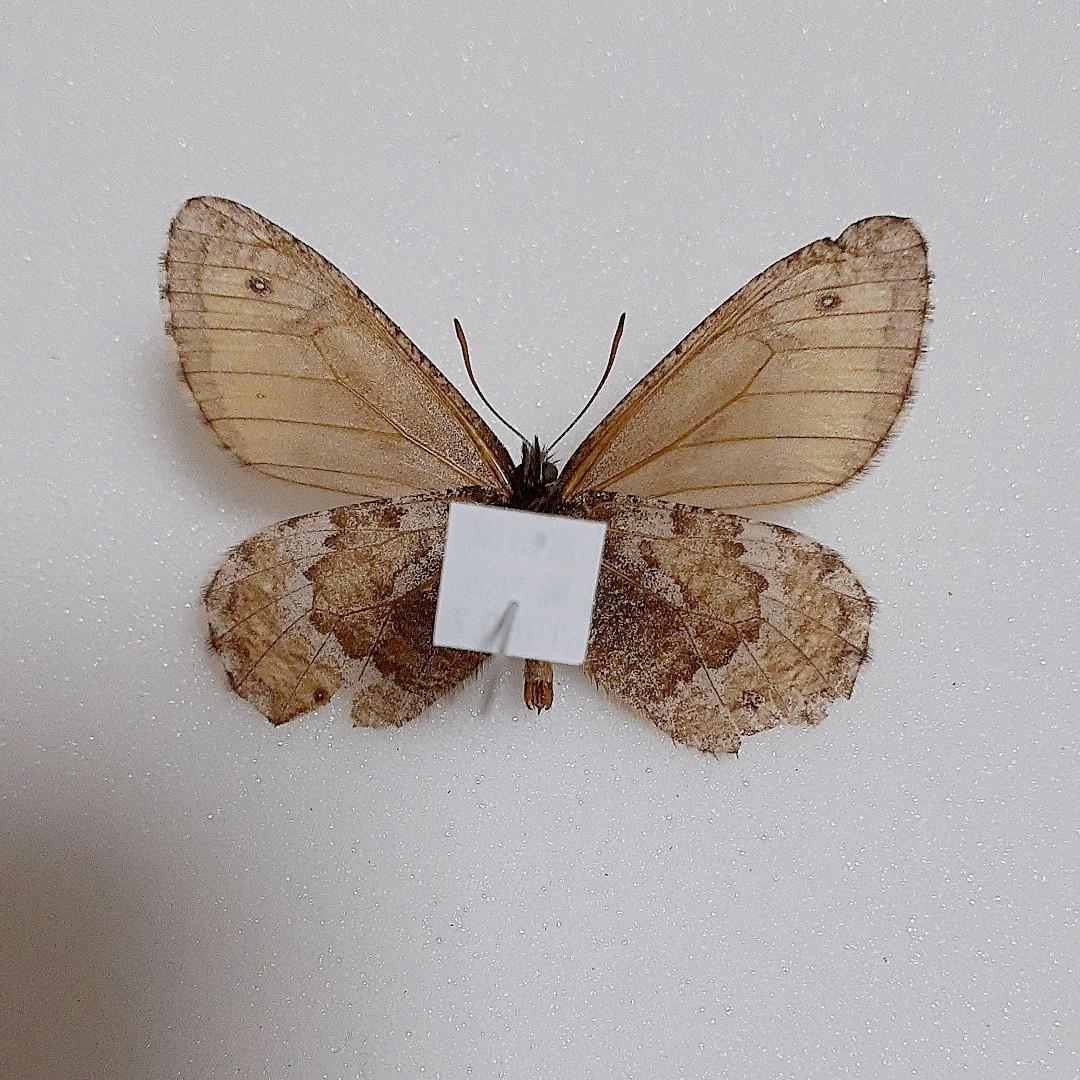 国産蝶標本 タカネヒカゲ 富山県 鷲羽岳産 規制前採集 高山蝶