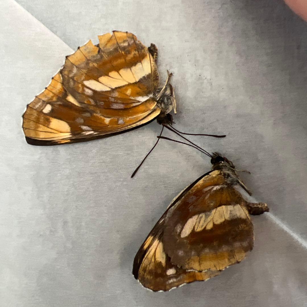 ノミオンを含むモンゴル産 三角紙標本7頭セット