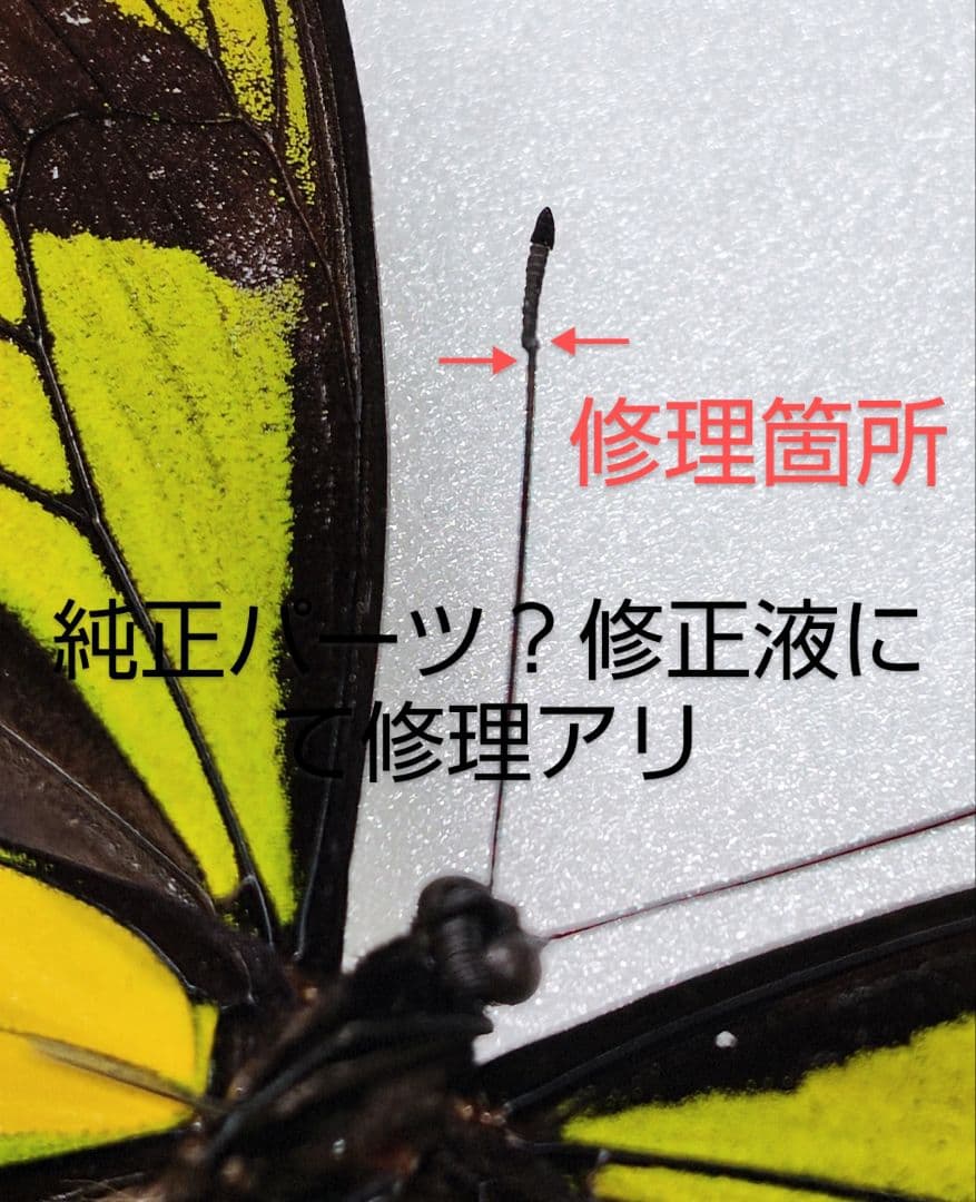 ソロン産チトヌス トリバネアゲハ標本♂113mm 触角修理有 ☆緑色美麗金紋有