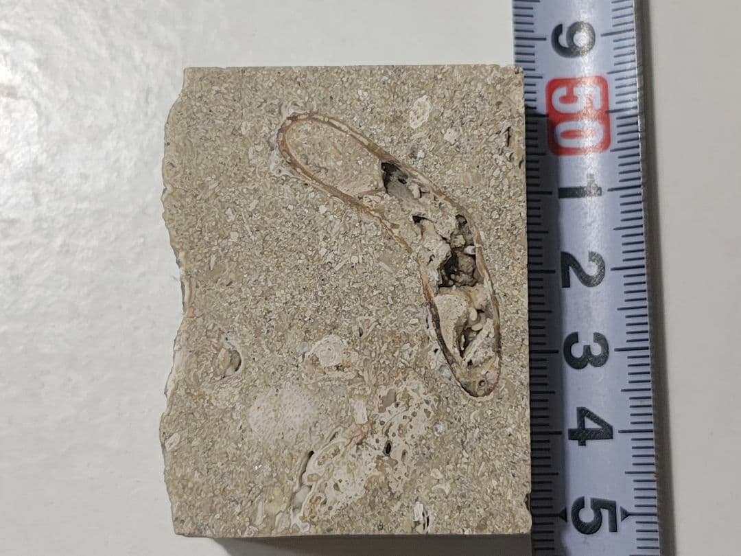 日本産 化石入り大理石(の切れ端)25個セット