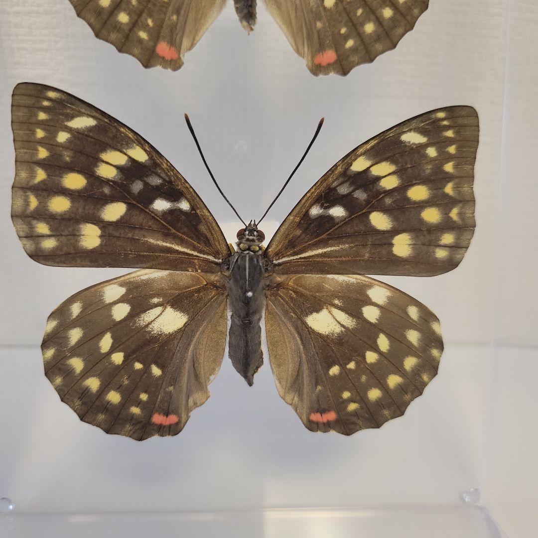 蝶の標本 宝石のようなモルフォの世界 珍A オーロラモルフォ蝶 標本