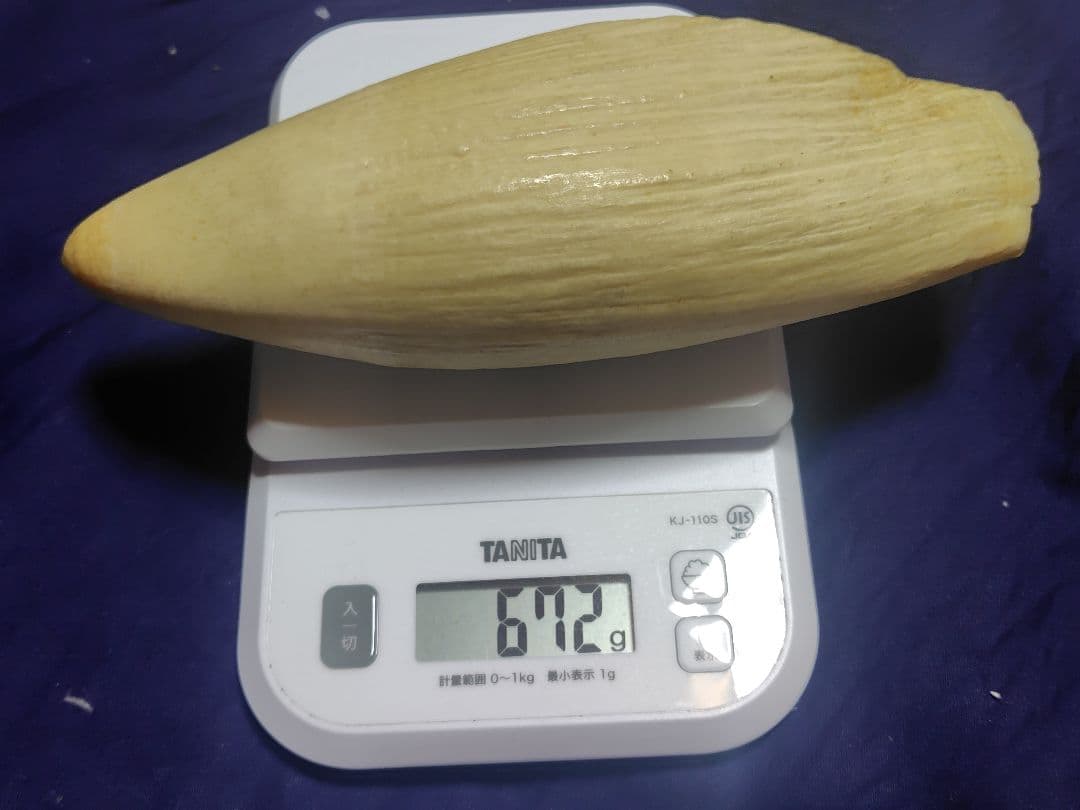 マッコウクジラの歯2本