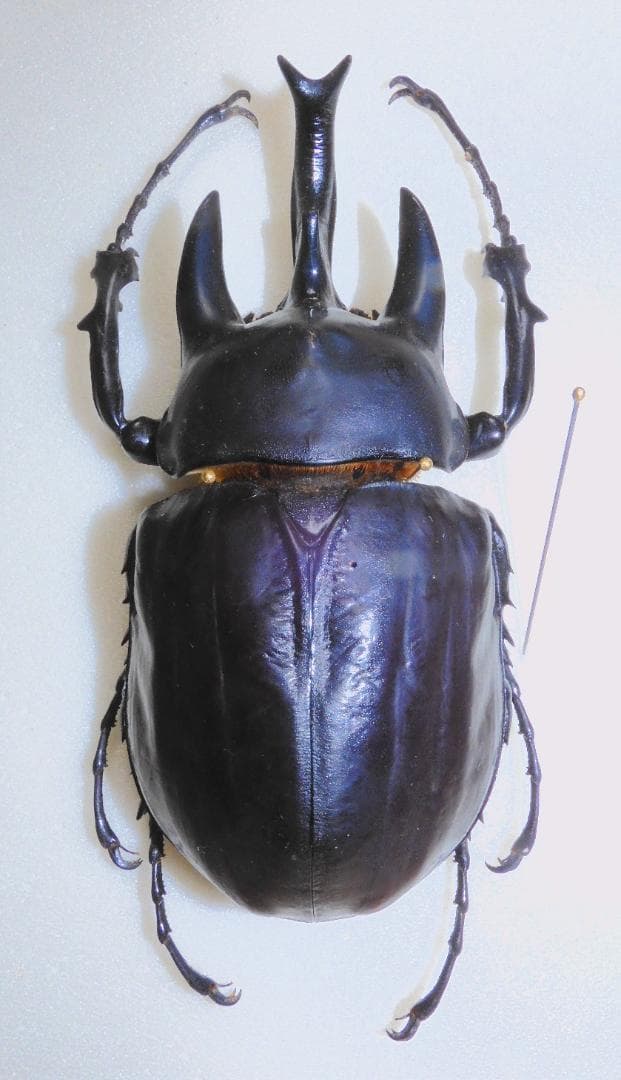 99mmペア】レギウスゴライアスオオツノハナムグリGoliath regius