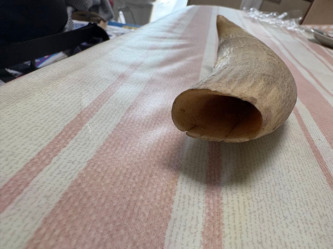 マッコウクジラ　鯨歯　248g