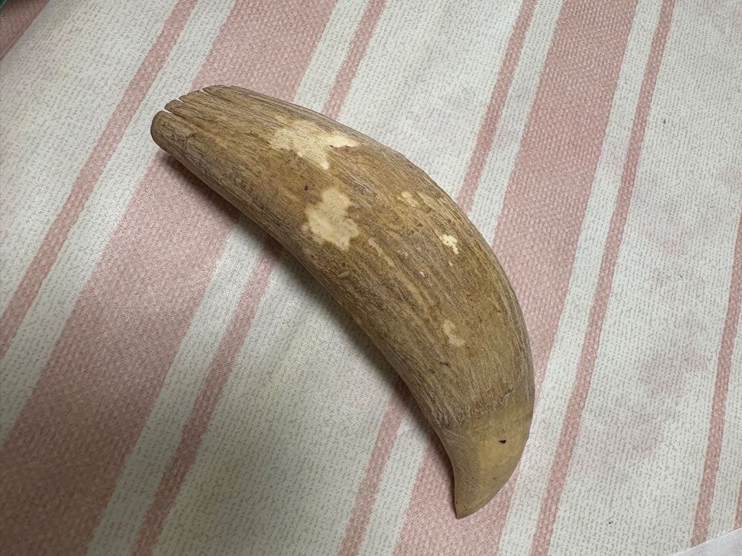 マッコウクジラ　鯨歯　248g