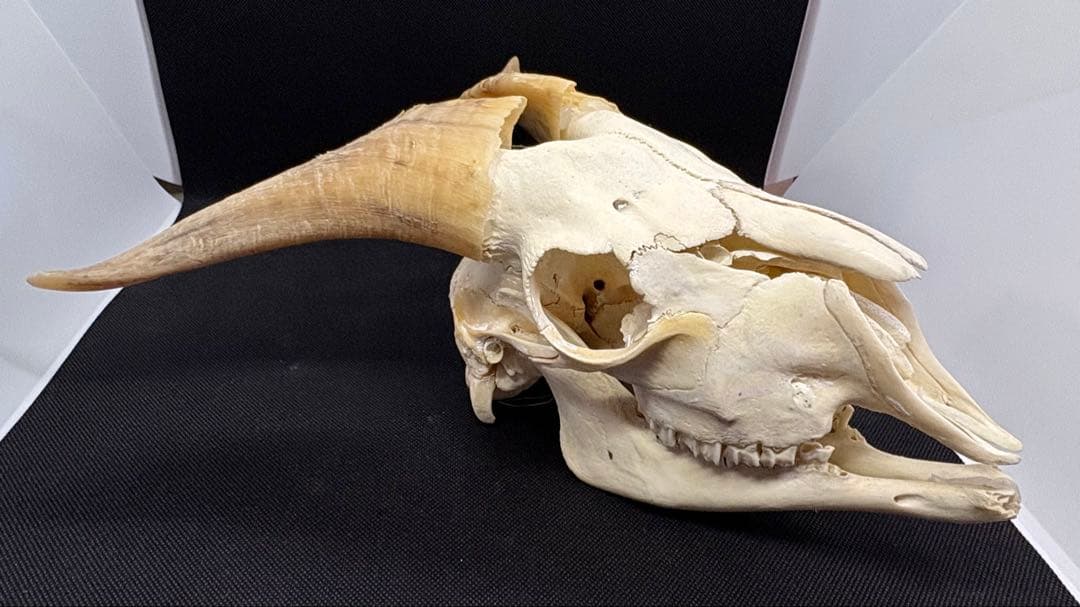 ヤギ頭蓋骨 実物 下顎 角鞘付き希少品 デッサン画モデル ハンティング