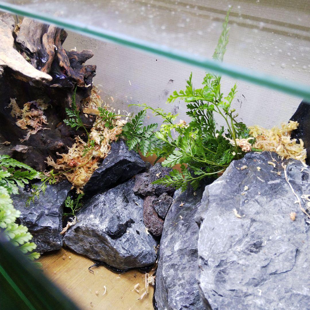 受注生産】滝のあるアクアテラリウム イモリウム 苔テラリウム アクア