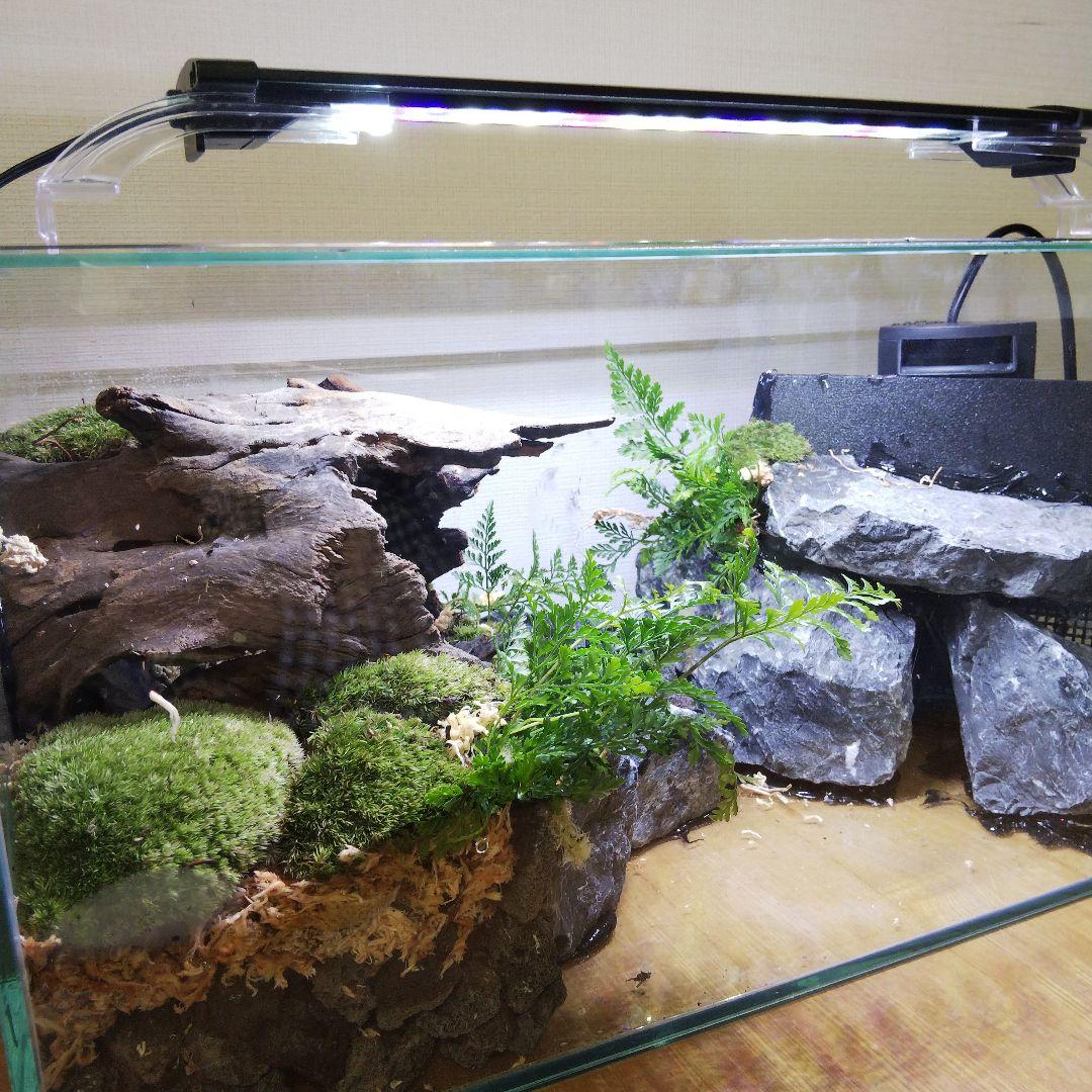 受注生産】滝のあるアクアテラリウム イモリウム 苔テラリウム アクア