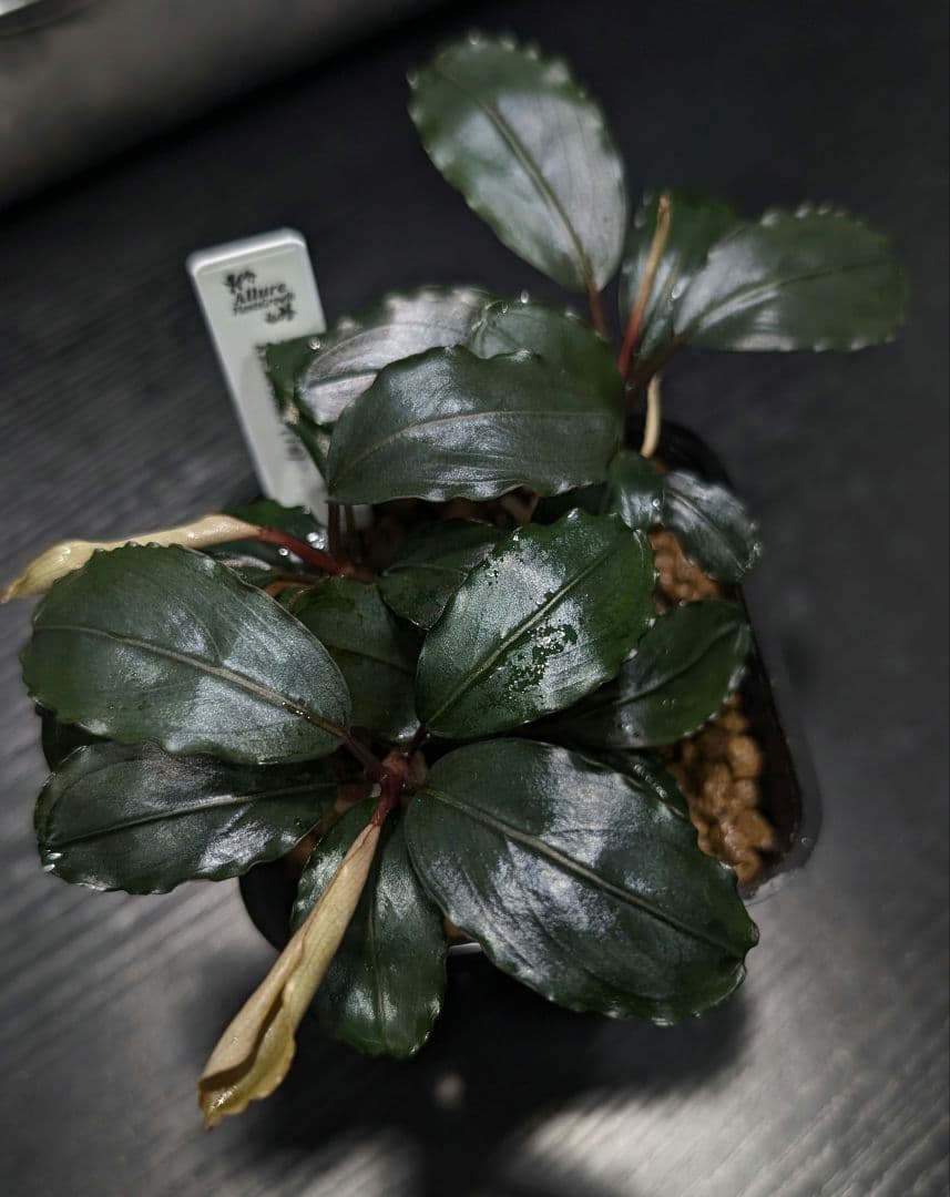 TB便】Bucephalandra sp. Nanga mahap