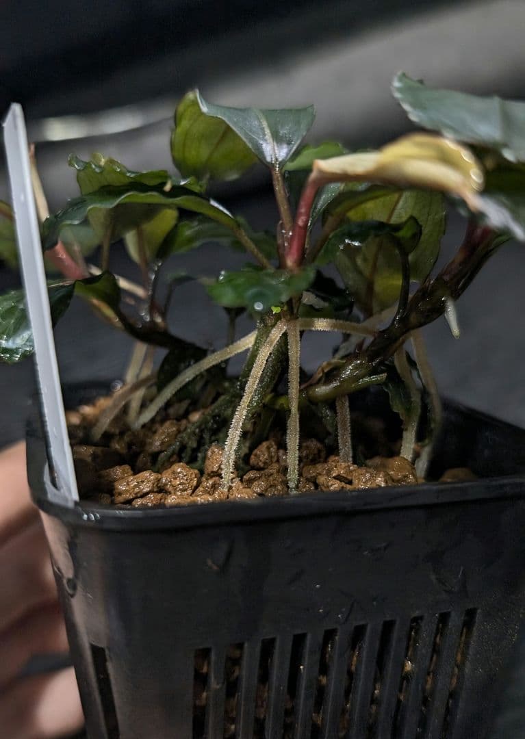 TB便】Bucephalandra sp. Nanga mahap