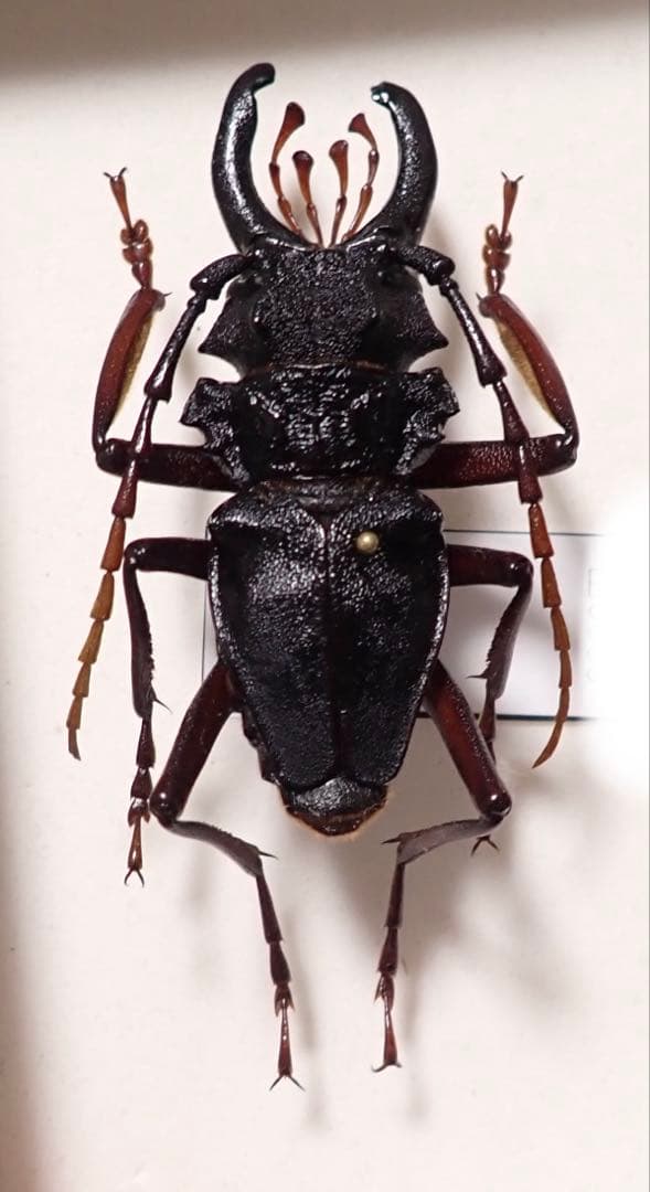 特大　カシクスオニカミキリ　標本 ed573e0c52ab3c0d0def6f1b18c323