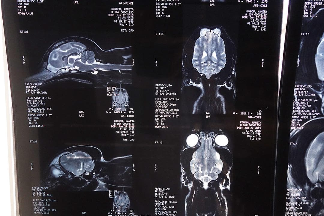 レントゲン 写真 3枚セット Z30