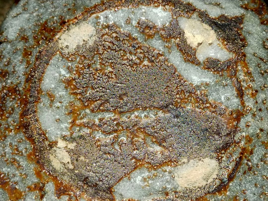 長谷川青峯 火入 鼠志野 共箱. 志野 湯飲み 湯呑み 骨董 古玩 G♥