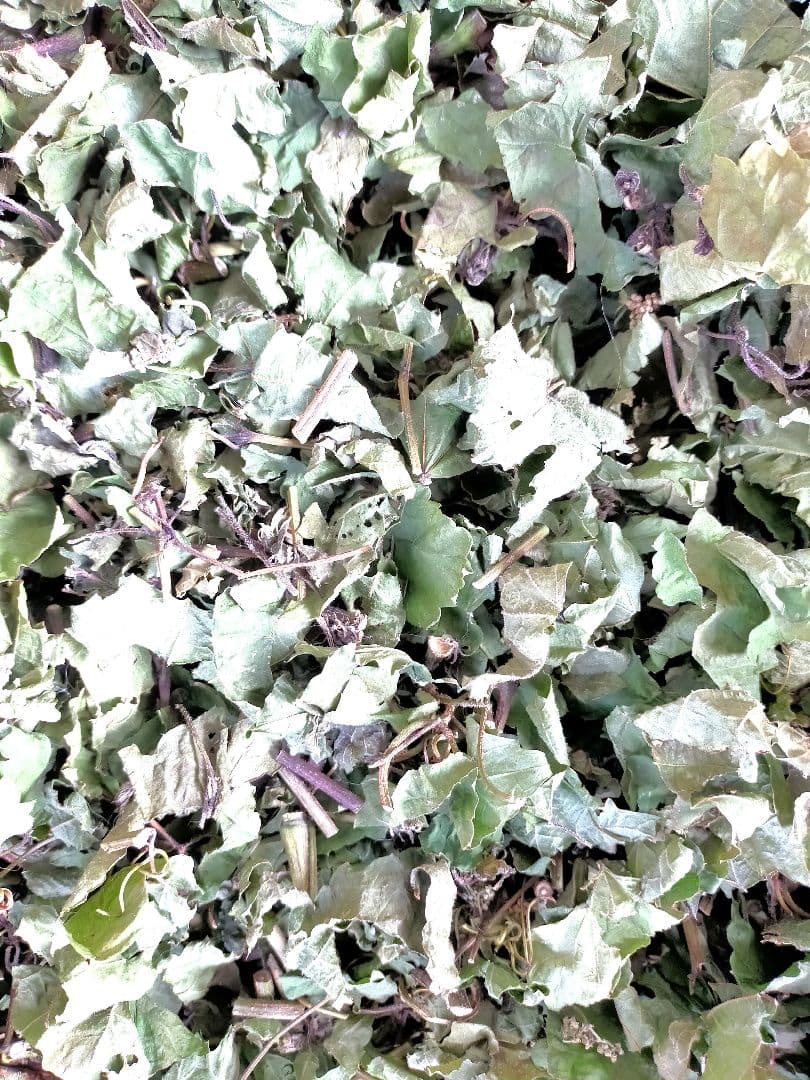 陰干し自然乾燥 健康馬ブドウ茶】野ぶどう 100g 発送日に新鮮袋詰め