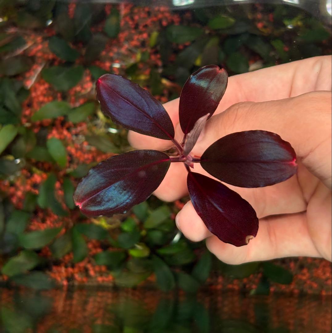 谷口浩紀様専用ページ ブセファランドラ ブルーオバル+スカイムーン