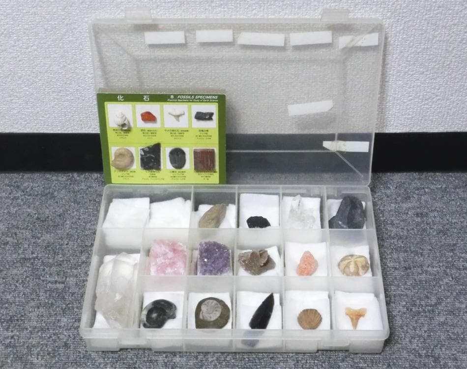 小さい 化石 サメの歯 アンモナイト 三葉虫 恐竜の骨 黒曜石 水晶 シダ