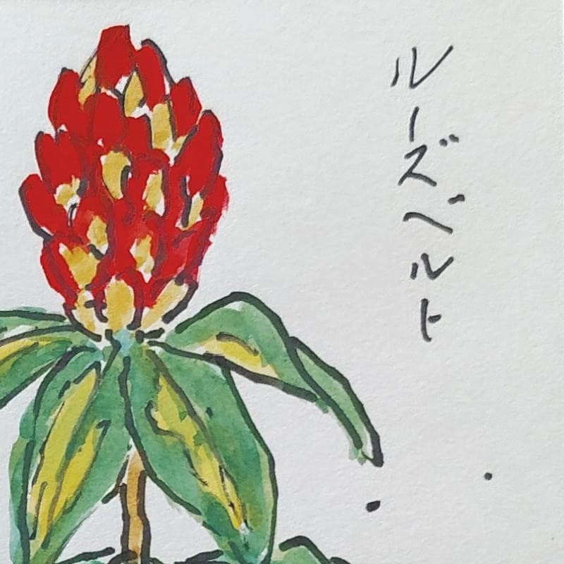 ☆ 坂本直行 ☆「ルーズベルト」水彩画　1982年4月8日制作　証明書　未使用！
