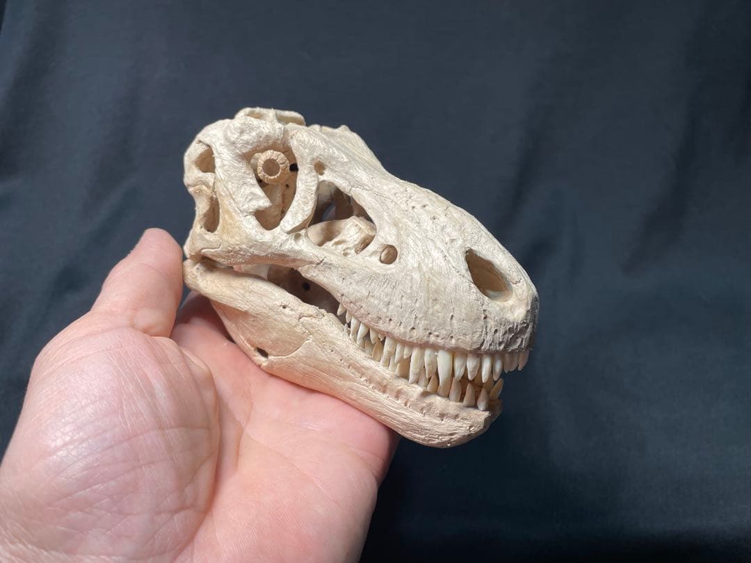 木彫　恐竜　タルボサウルス　頭骨模型　1/10スケール　12cm