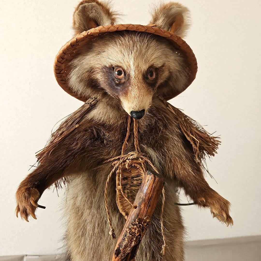 タヌキ 狸 鳥獣 剥製 本物 縁起物 商売繁盛 出世運 天然木 台座付き