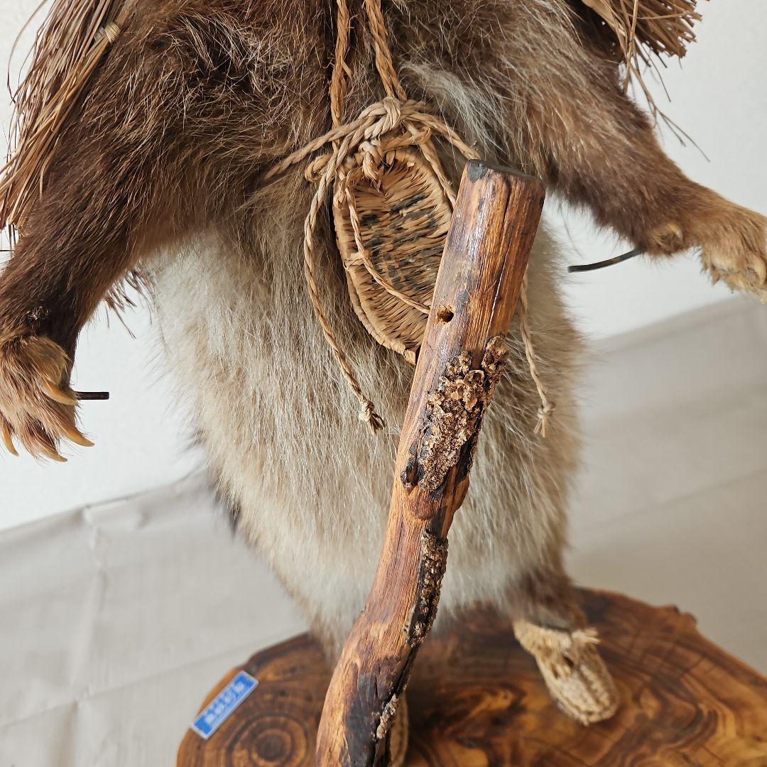 タヌキ 狸 鳥獣 剥製 本物 縁起物 商売繁盛 出世運 天然木 台座付き