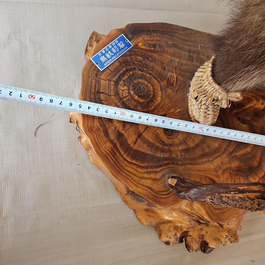 タヌキ 狸 鳥獣 剥製 本物 縁起物 商売繁盛 出世運 天然木 台座付き