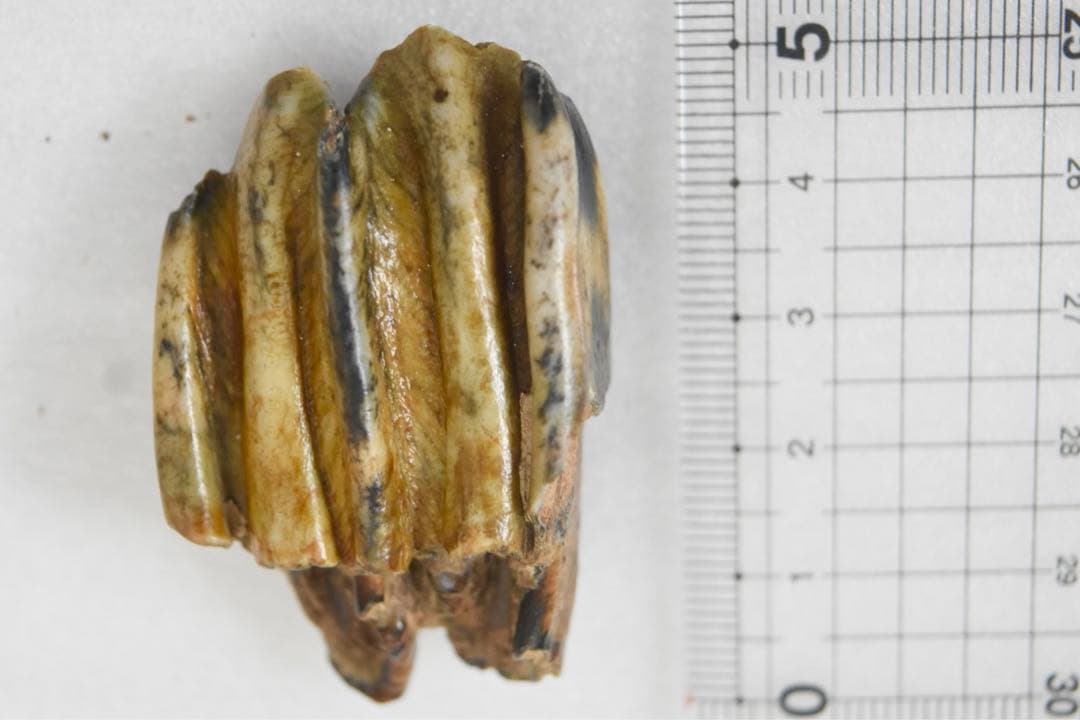 沖縄県産 哺乳類のは化石