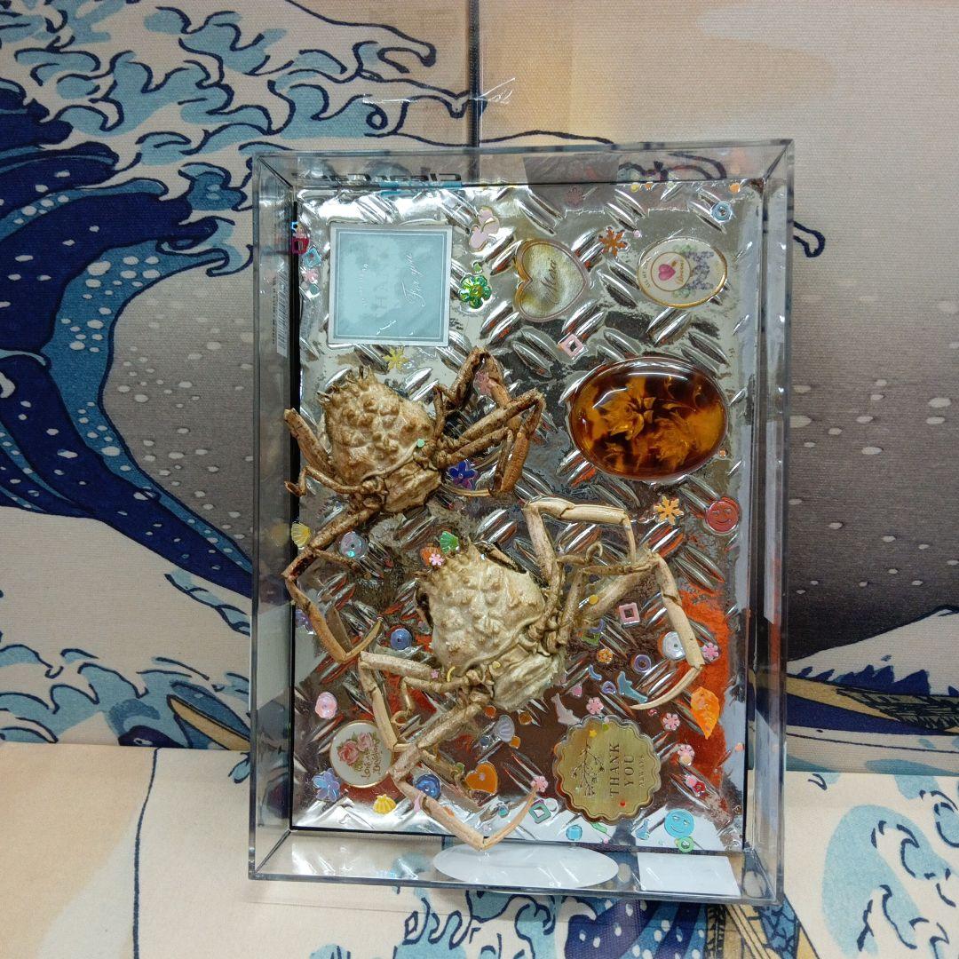 稀少レア平家蟹科凹凸立体リアル鬼面蟹横幅22X16X3、5センチ標本