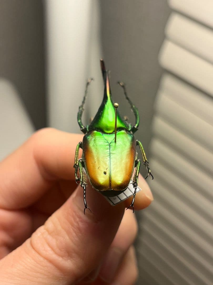 43mm】カブトハナムグリ コガネムシ プラチナコガネ カナブン 昆虫標本