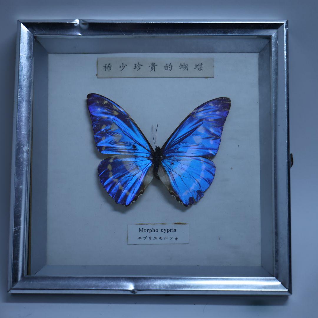 キプリスモルフォ 標本 希少珍奇的胡蝶 額入り