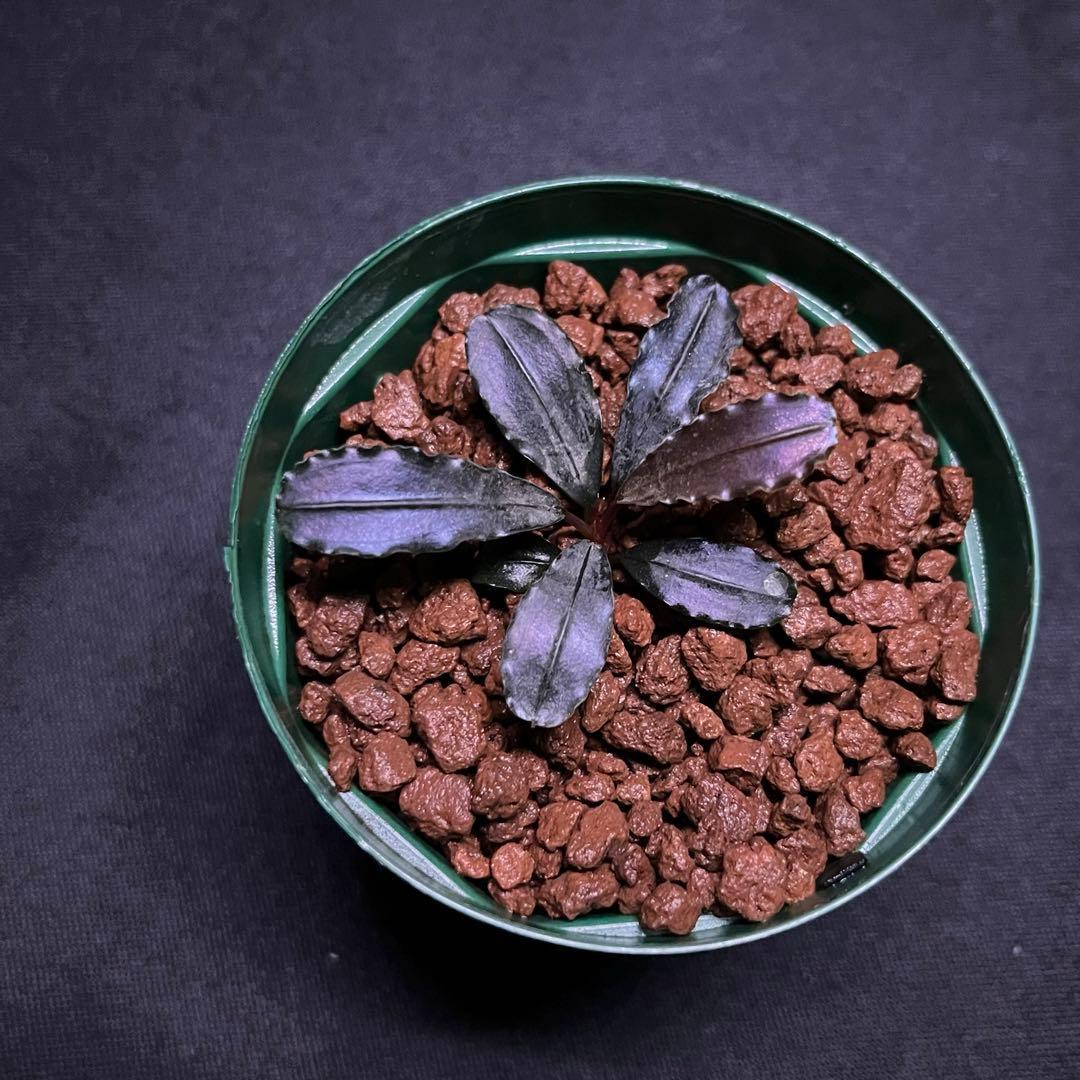 bucephalandra sp. Galaxy purple