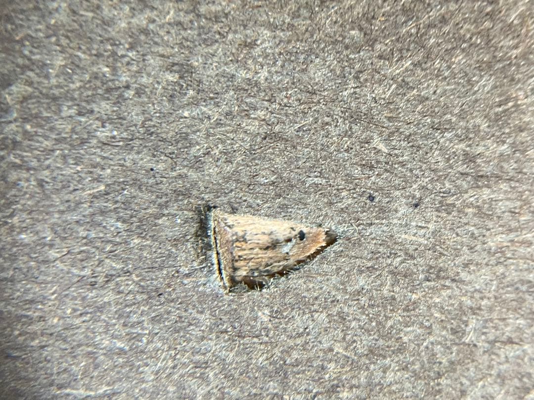 『筆先の向こう側』 – F4号 / 油彩 / 額装付き(箱つき)