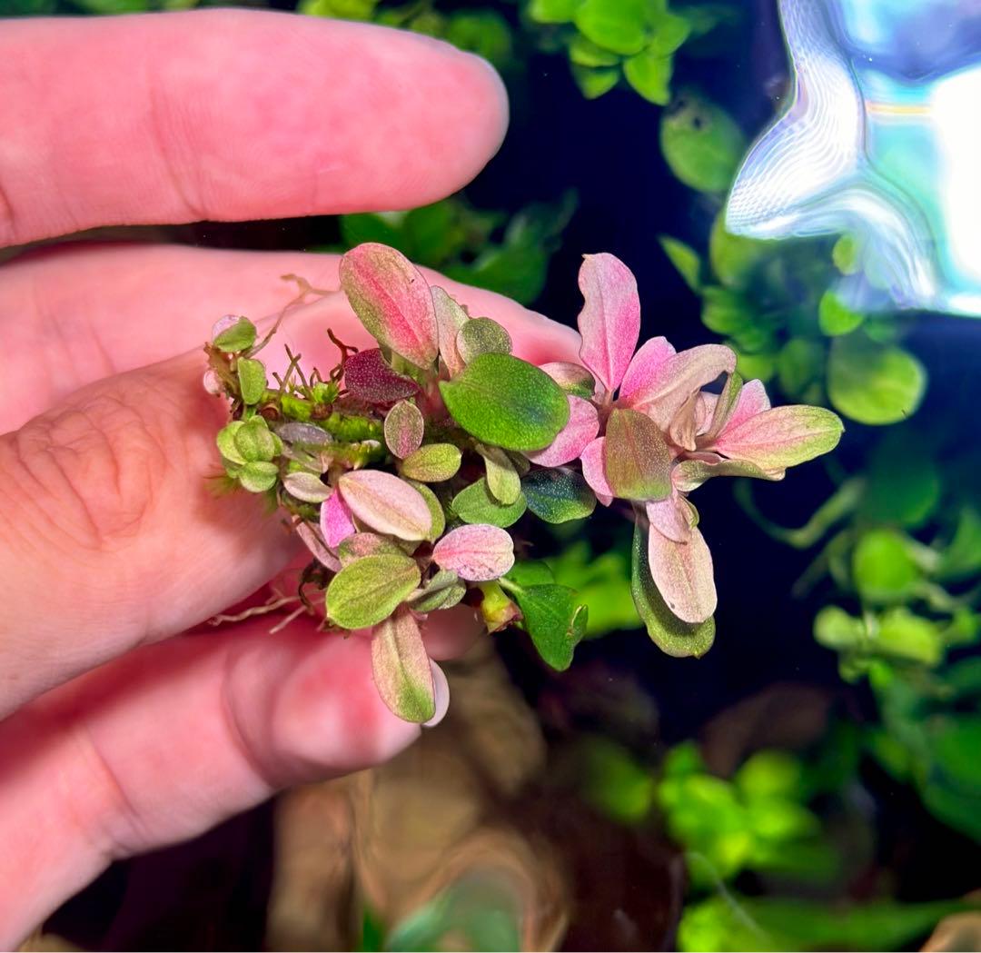 ブセファランドラsp. ピンクバリエガータ斑入り - メルカリ