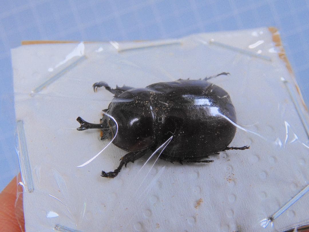 カメルーン産 イネルミスサスマタカブト 25mm