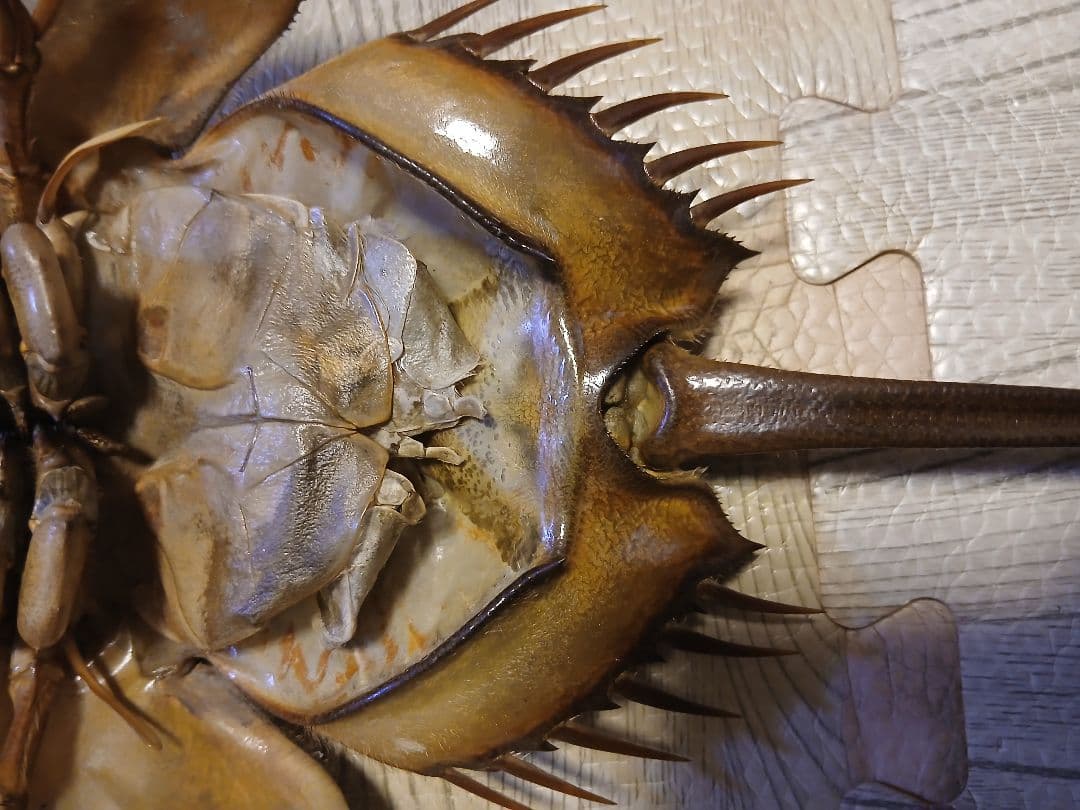 脱皮殻で見る！カブトガニの成長 - 笠岡市ホームページ 野生