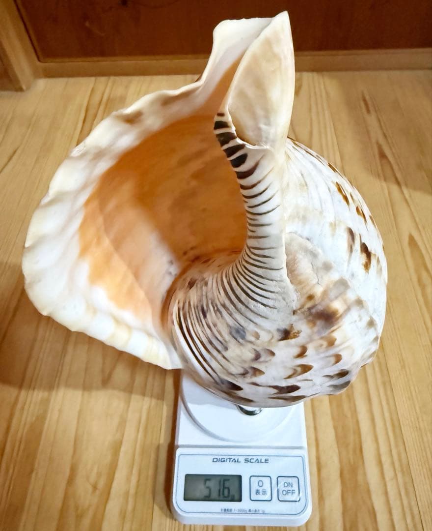 クリスマスセール❗️修験道法螺貝34㎝ 山伏 熊よけ 魔除け❣️ホラガイ