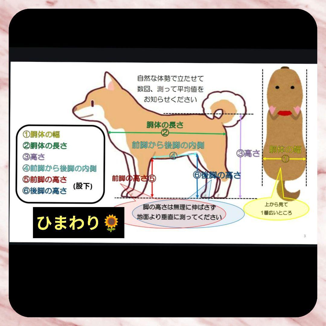 トイプードル4輪 リハビリ 食事補助 犬用車椅子 シニア補助 犬の歩行器