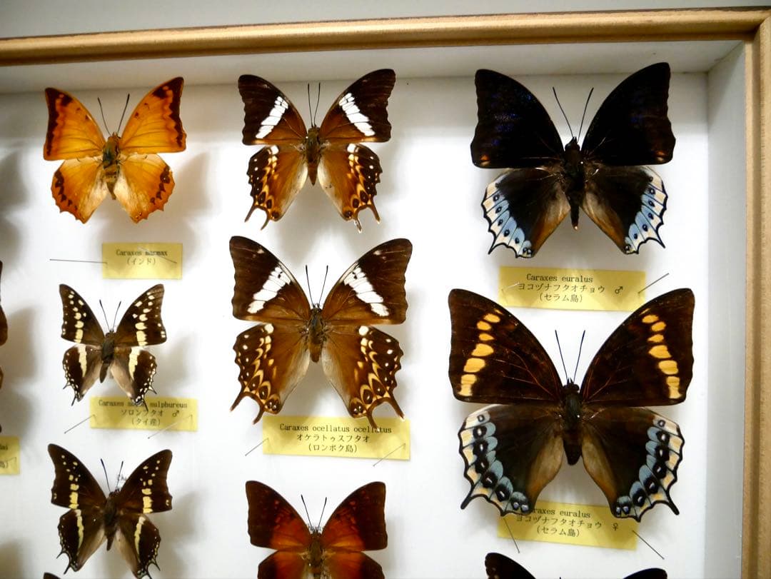 蝶標本 Caraxes フタオ 東南アジア①研究産地別コレクション 大型