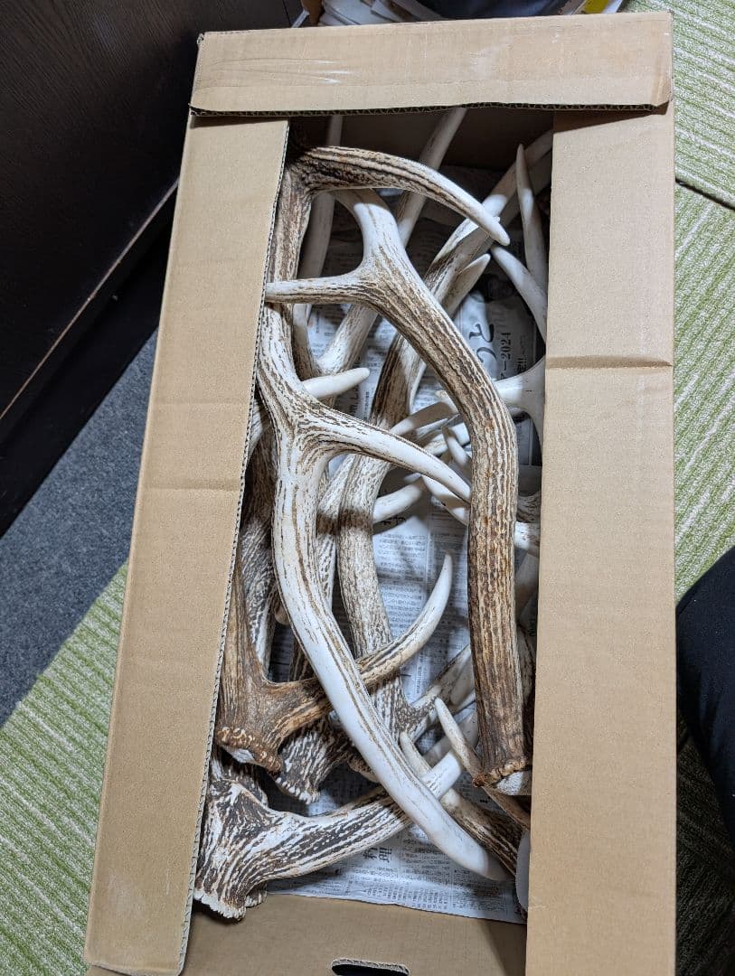 クラフトさん専用☆北海道道東☆蝦夷鹿の角☆6本