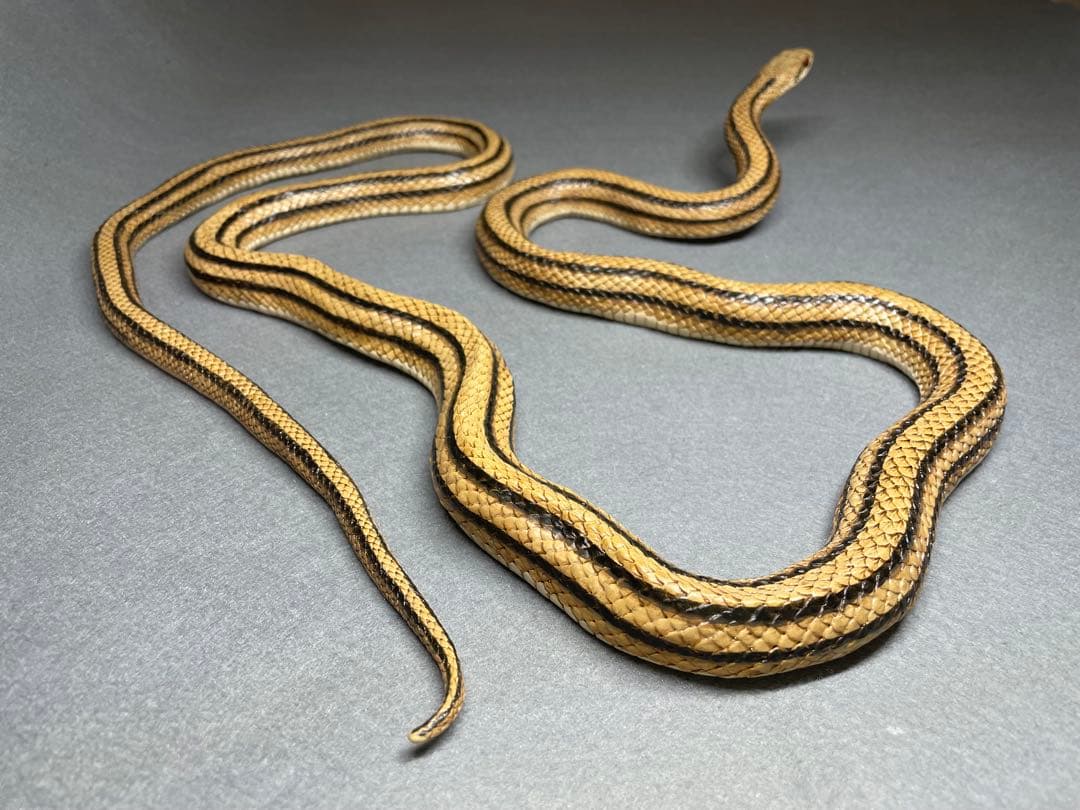 シマヘビ（レプリカ）