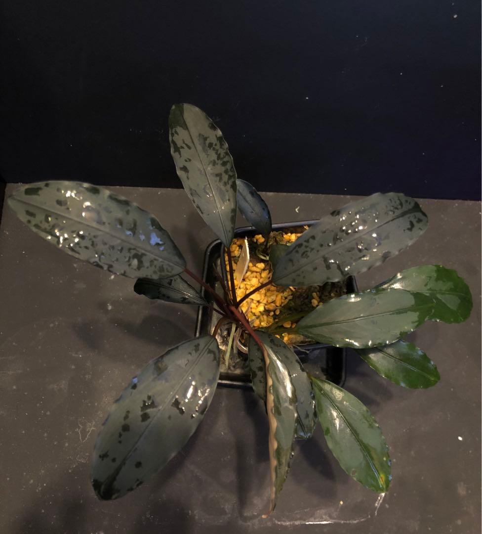 陰性水草の王様的存在Bucephalandra motleyana Miri産