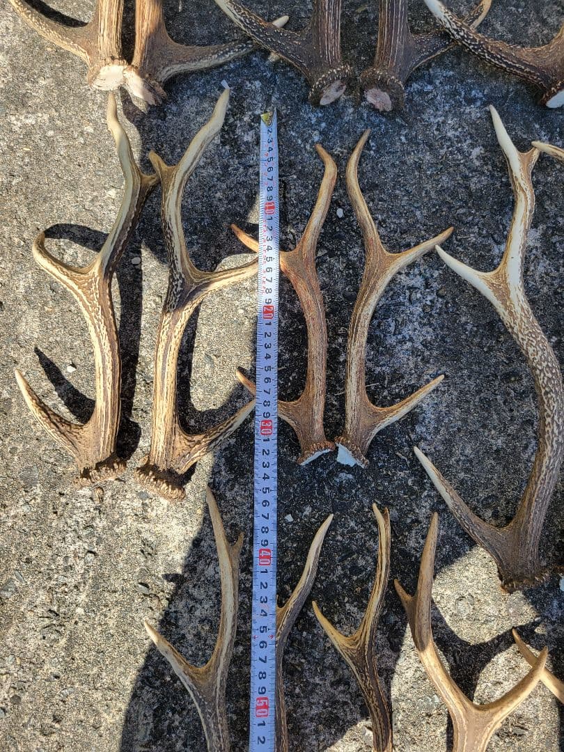 兵庫県☆北部産☆鹿の 天然角29本☆まとめ売り☆