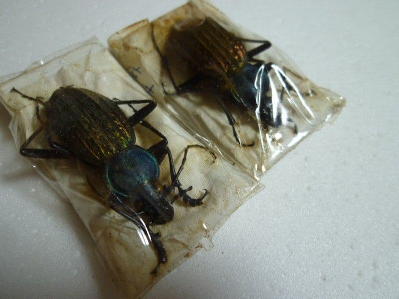 外国産蝶標本】アグリアス・ファルキドン♂/ブラジル産/64mm